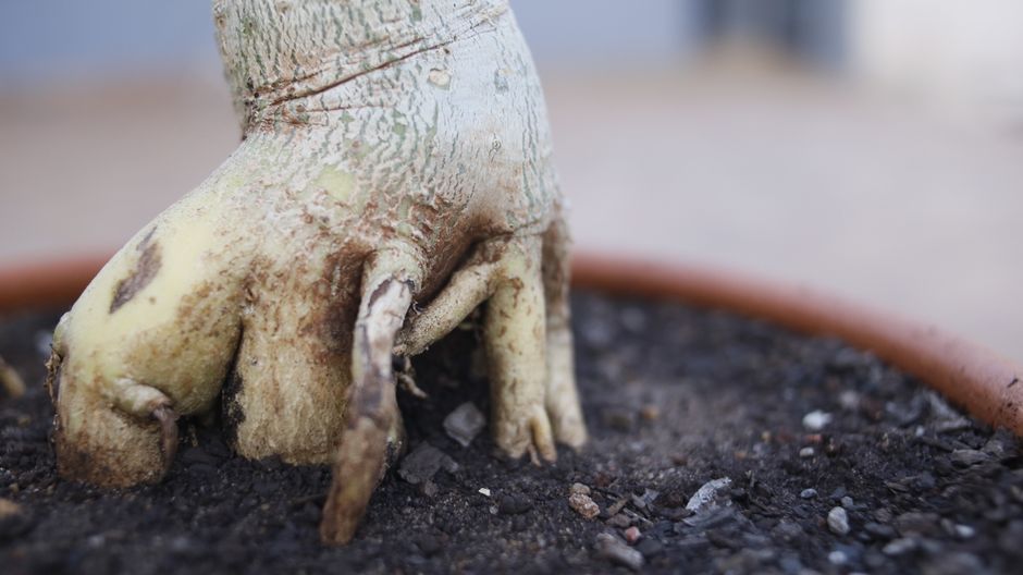 Detailed close-up of a tree root growing in soil in a pot outdoors.