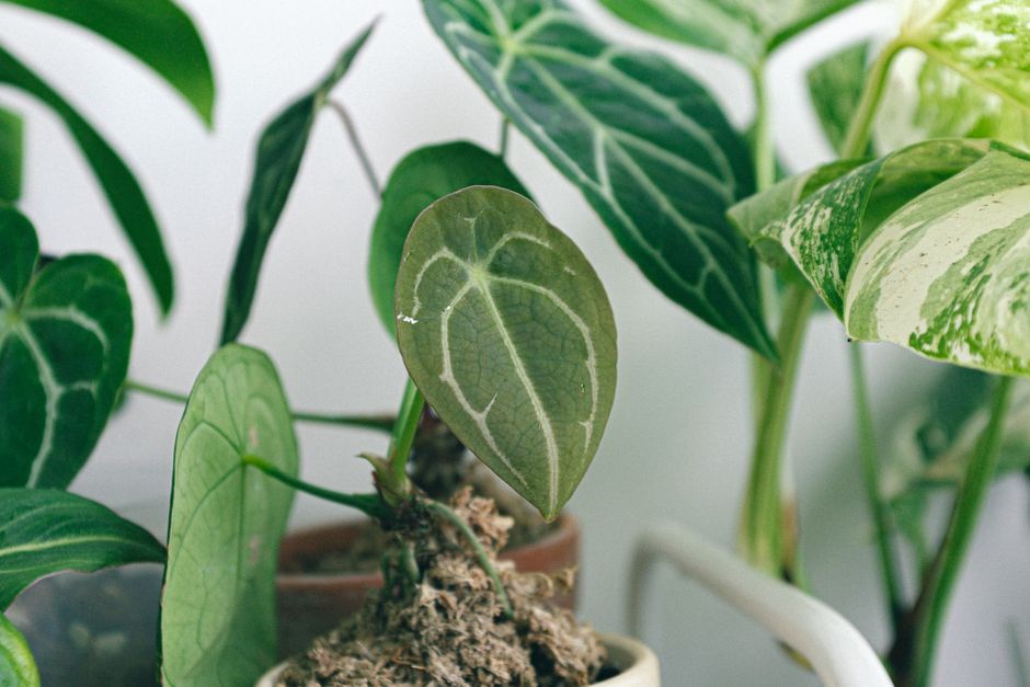 Detailed view of vibrant green anthurium leaves in a potted plant setting.