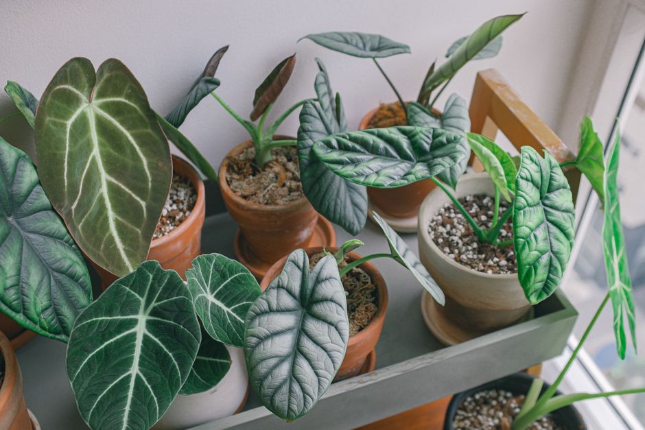 Beautiful alocasia houseplants in pots by a sunlit window, showcasing detailed foliage.