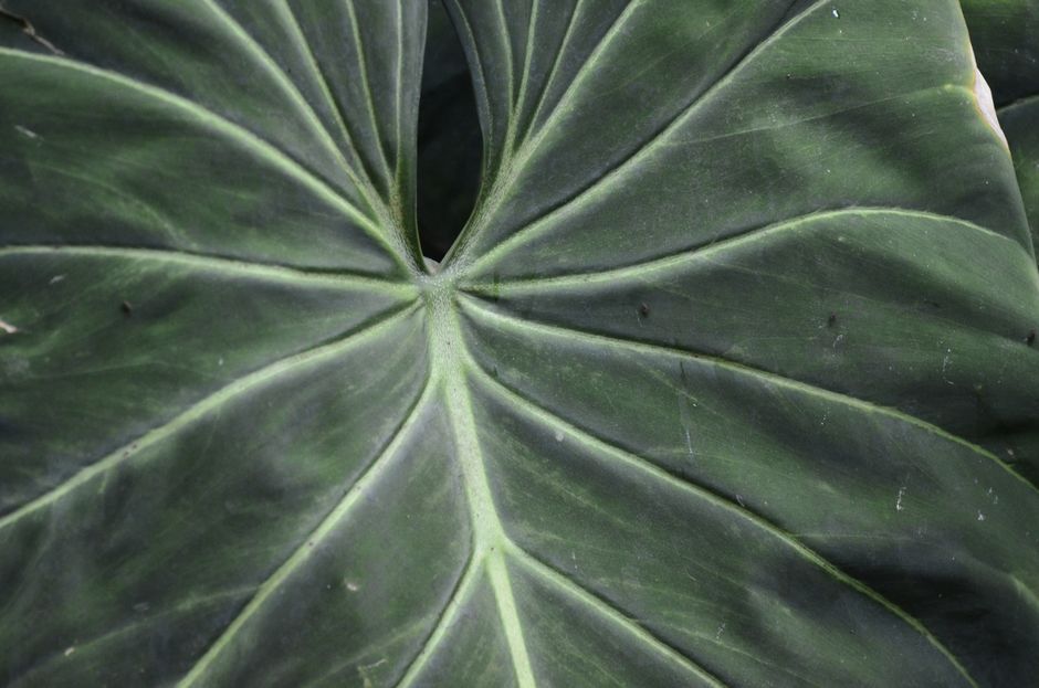 Detailed close-up of a green philodendron leaf with intricate vein patterns and textures.