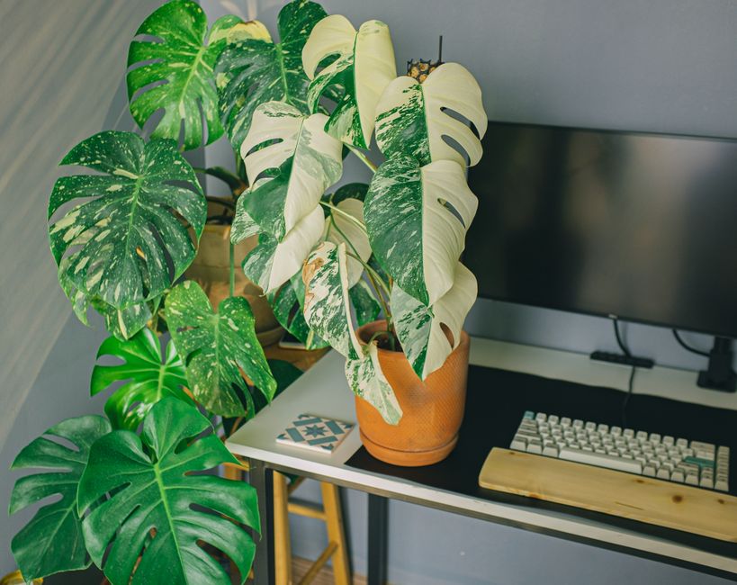 A vibrant home office setup with a variegated Monstera Deliciosa in a clay pot, adding greenery to the desk.