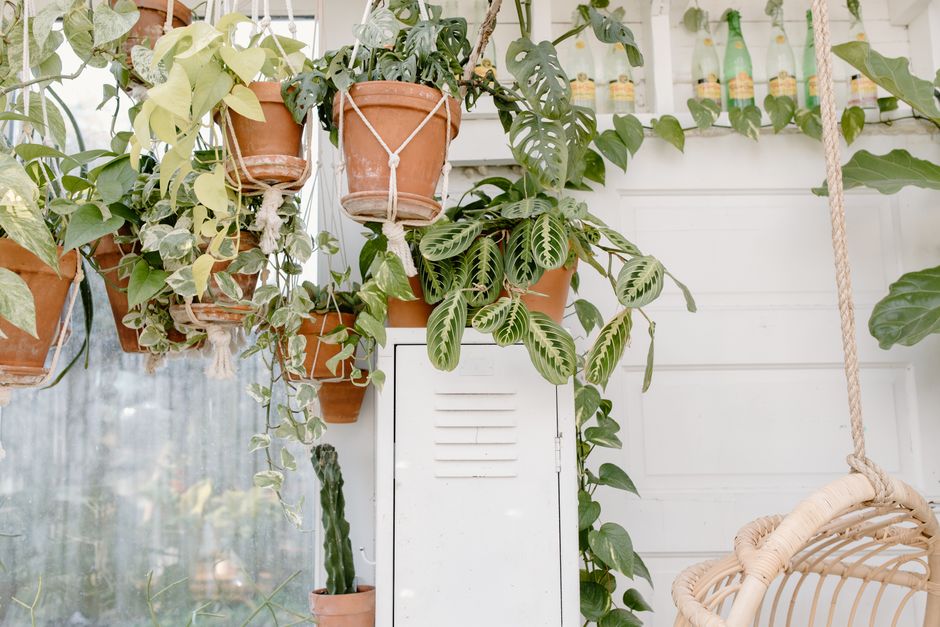 Lush indoor garden with hanging potted plants and decorative leaves in natural light.