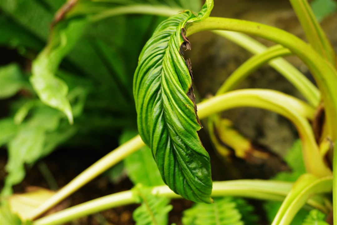A close up of a green leaf on a plant