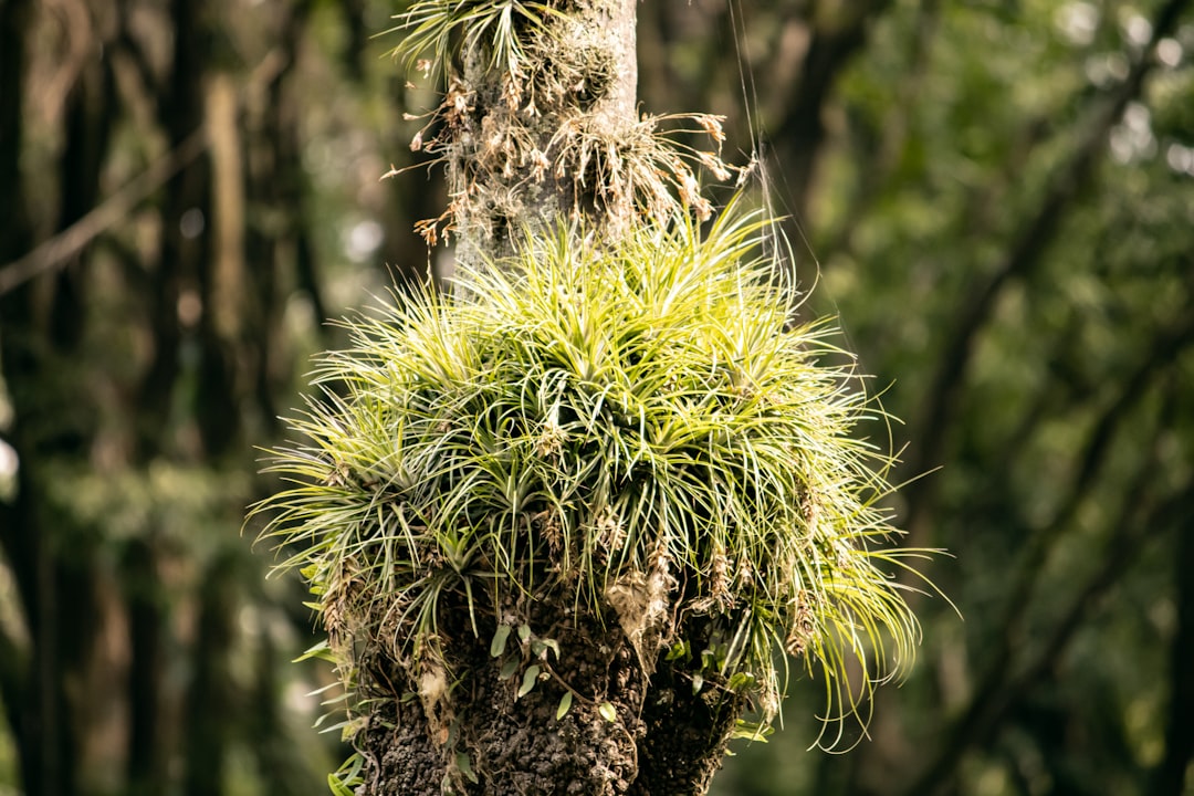 a close up of a pine tree