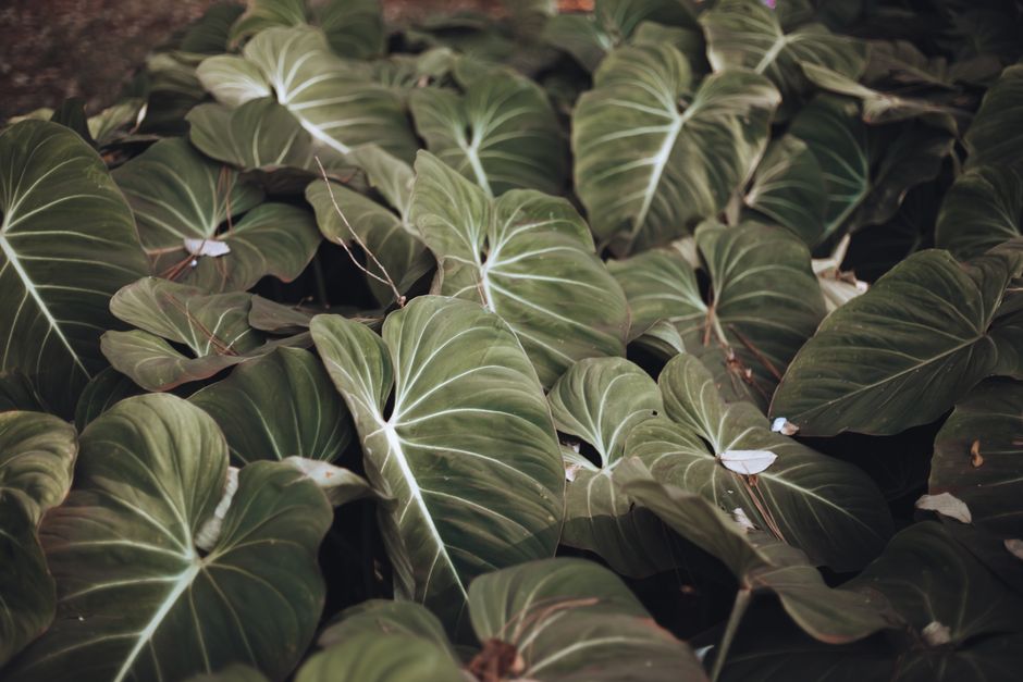 Detailed photo of lush green Philodendron leaves, highlighting their beautiful textures and natural elegance.