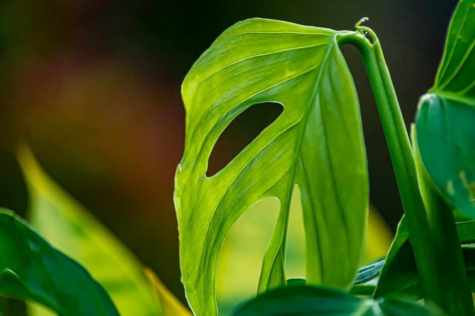 Vibrant green monstera leaf with light filtering through, showing unique fenestrations.