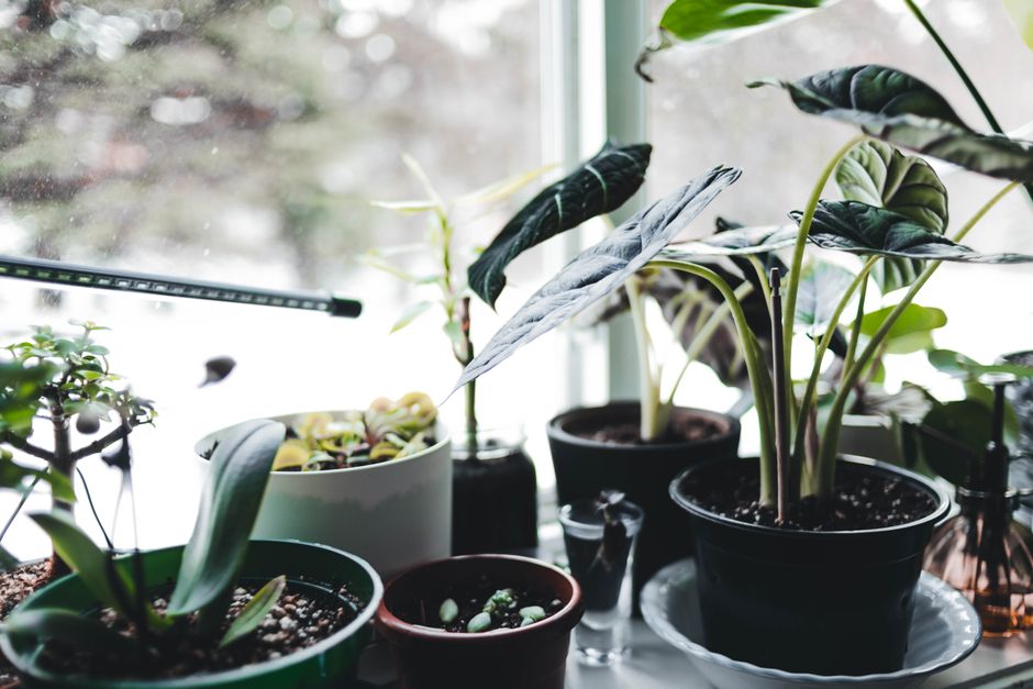 A vibrant collection of potted plants on a windowsill, basking in natural light.