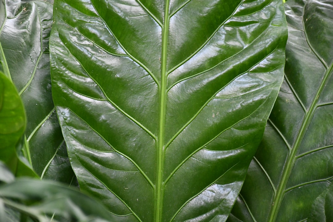 Close-up of a large, glossy green leaf with prominent veins.