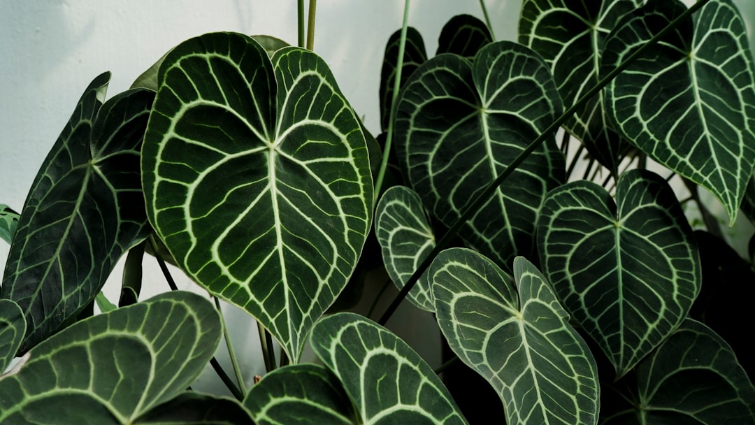 Close-up of lush green leaves with intricate veins.