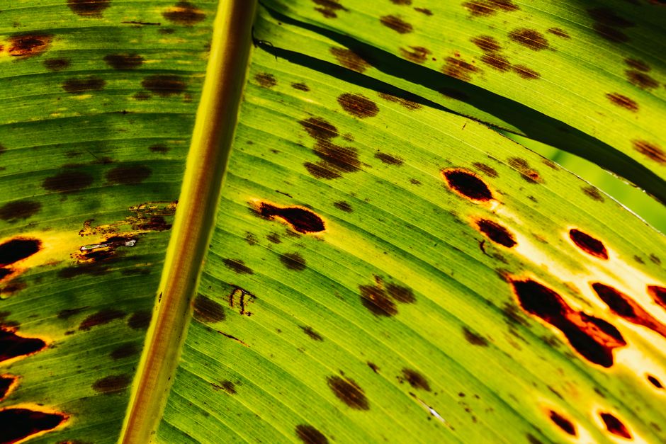Detailed view of a leaf with distinct brown spots, highlighting nature's imperfections.