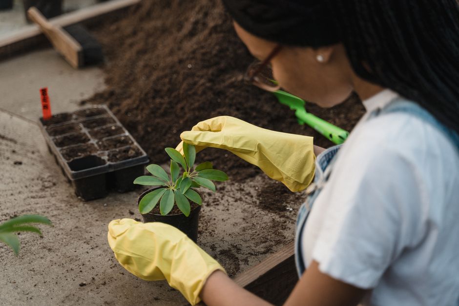 Black woman gardening indoors, tending to plants with yellow gloves, showcasing horticultural care.