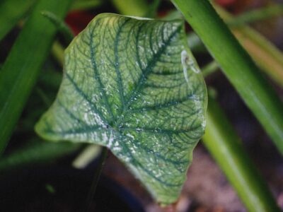 a close up of a green leaf on a plant