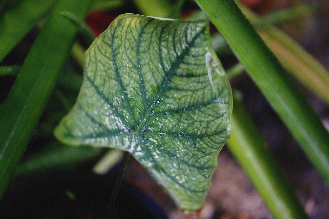 Alocasia Dragon Scale: Honest Care for a Difficult Jewel