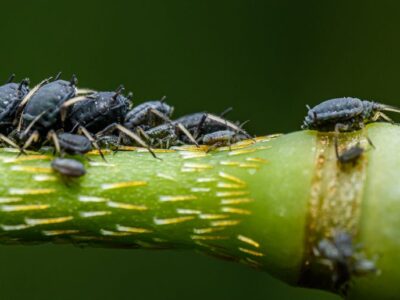 Macro shot of a group of aphids on a plant stem, showing detailed texture and natural setting.
