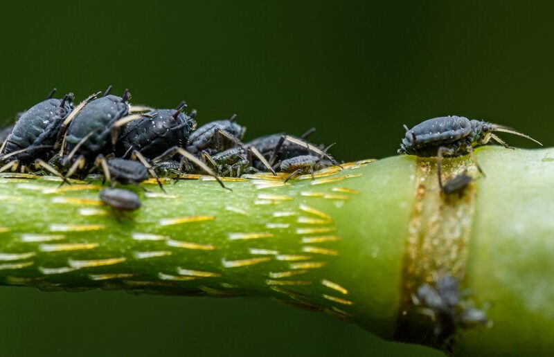 Aphids on Houseplants: A Slow, Thorough Treatment Method