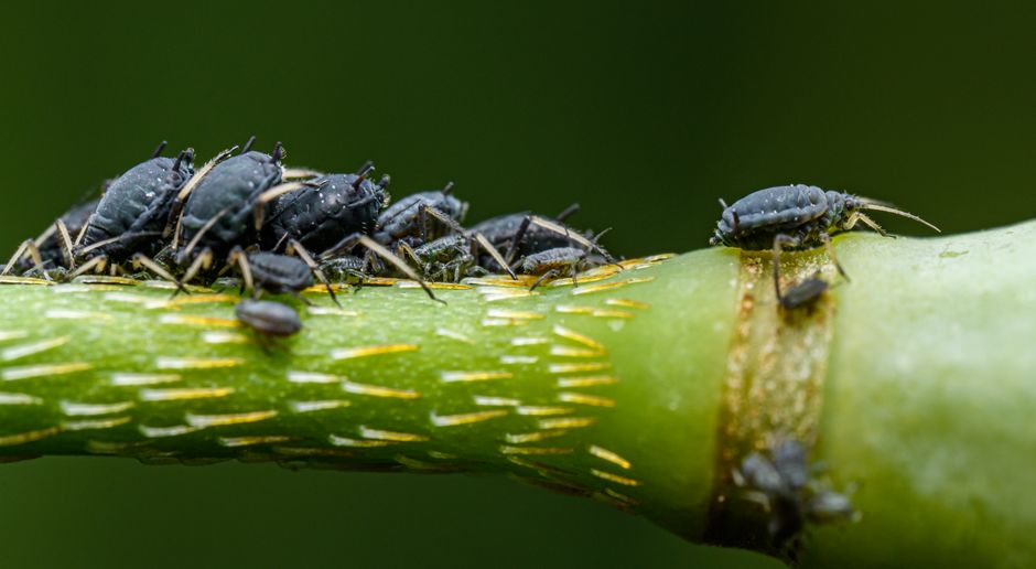 Aphids on Houseplants: A Slow, Thorough Treatment Method