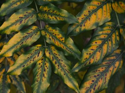 Detailed view of spotted yellow leaves with green highlights on a plant.