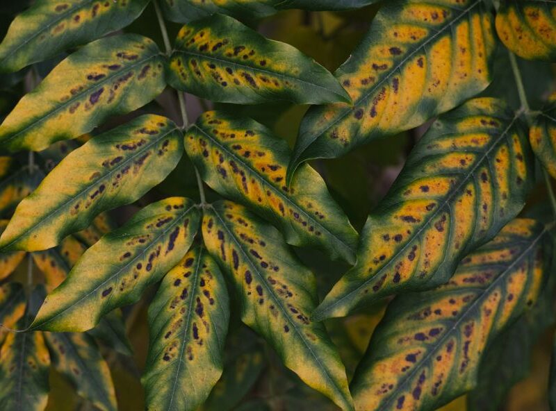 Chlorosis in Houseplants: Reading the Yellowing Pattern