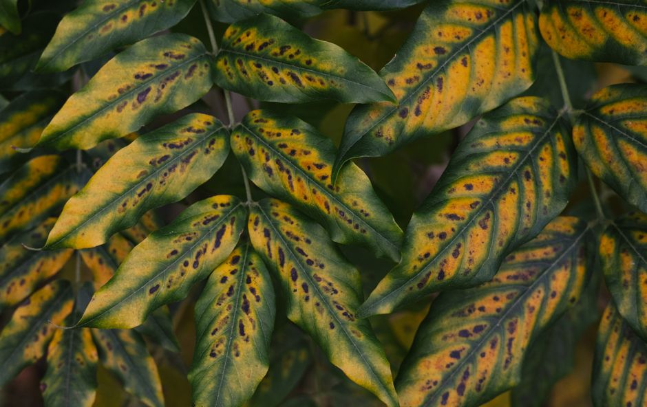 Chlorosis in Houseplants: Reading the Yellowing Pattern