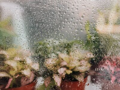 Blurred view of potted plants seen through a dew-covered window, creating a fresh atmosphere.