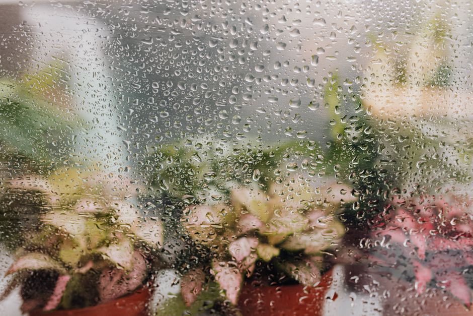 Building a Humidity Cabinet From an IKEA Glass Display Case