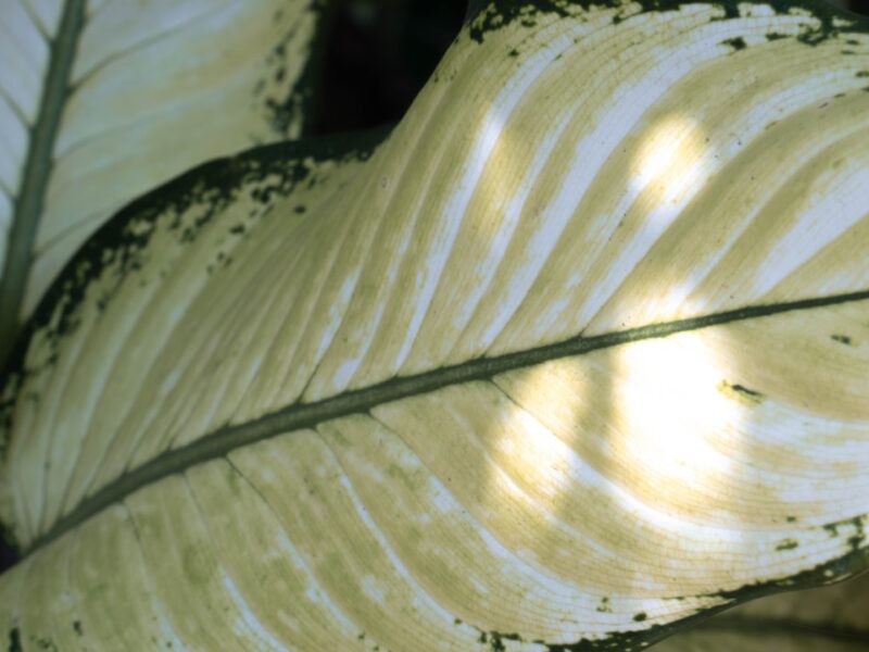 Leaf Sunscald on Houseplants: Recognizing It, Treating It