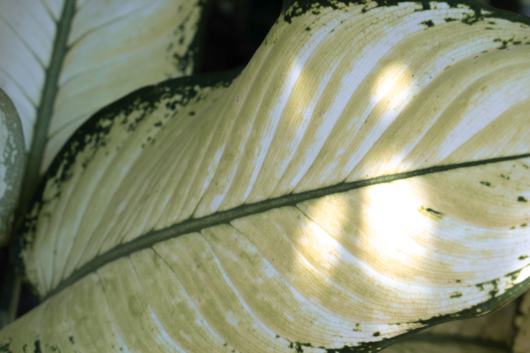 Leaf Sunscald on Houseplants: Recognizing It, Treating It