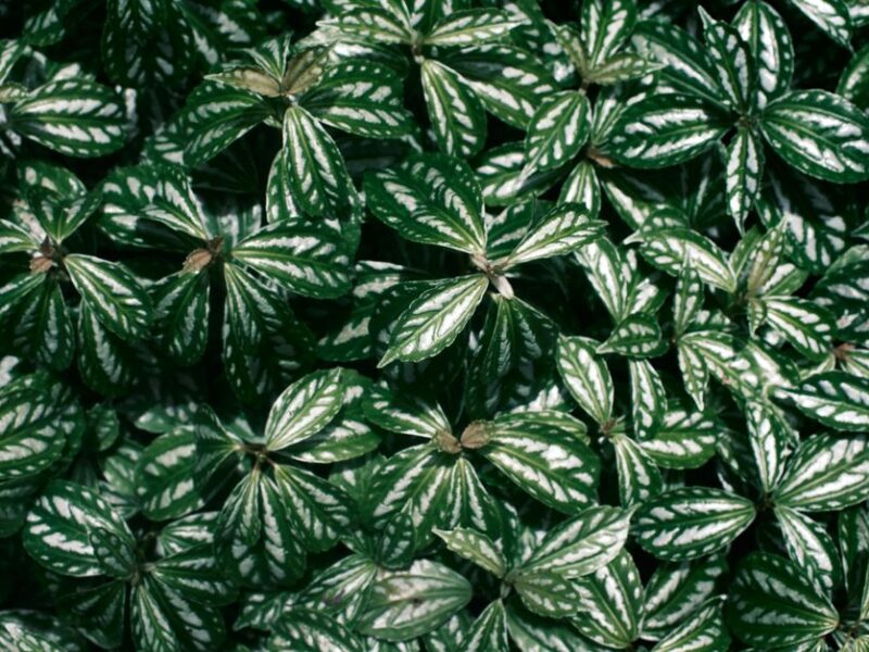 Peperomia argyreia: living with a watermelon-patterned plant