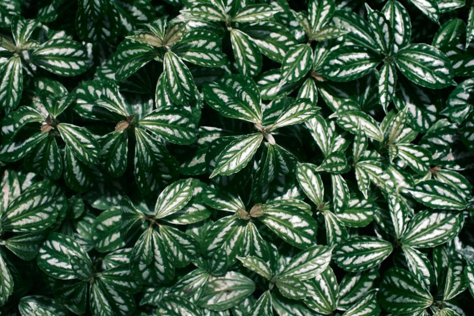 Peperomia argyreia: living with a watermelon-patterned plant