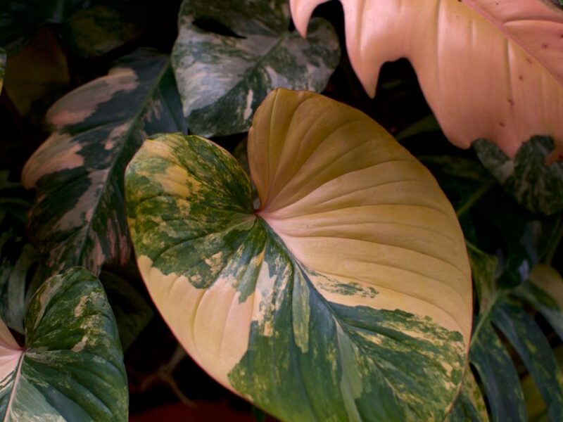 Philodendron Strawberry Shake: variegation without the panic