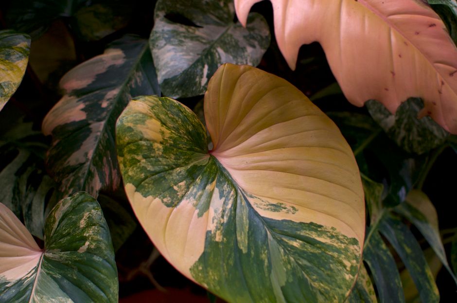 Philodendron Strawberry Shake: variegation without the panic