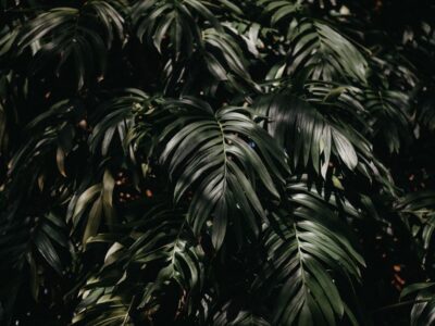 Close-up of lush philodendron foliage with sunlight filtering through the leaves in Singapore.