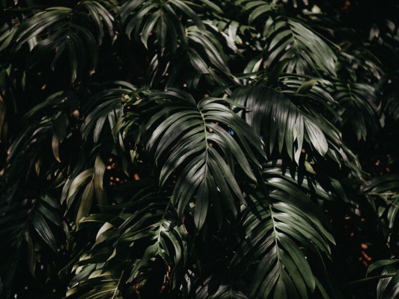 Rhaphidophora tetrasperma: honest care for the mini-monstera