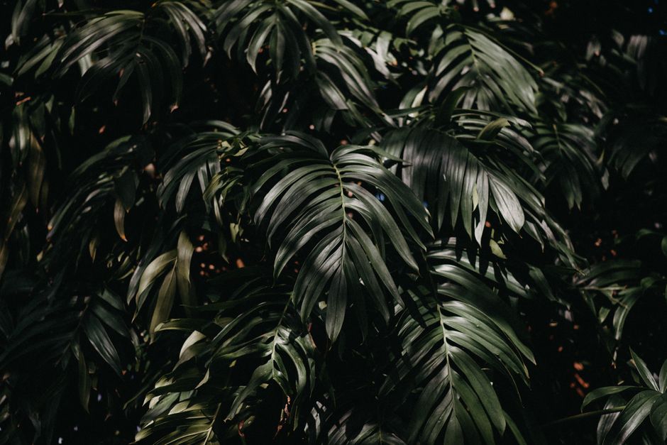 Rhaphidophora tetrasperma: honest care for the mini-monstera