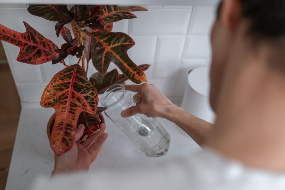 Water Quality for Rare Houseplants: Tap, Filtered, Rain, Distilled