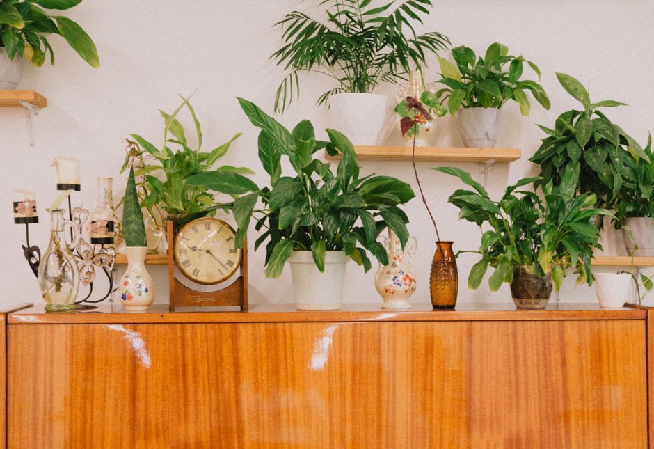 Collection of houseplants on wooden sideboard enhances room decor with natural greenery.