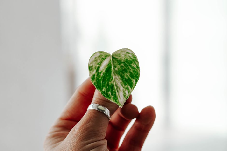 Close-up of a person's hand holding a green heart-shaped variegated leaf indoors.
