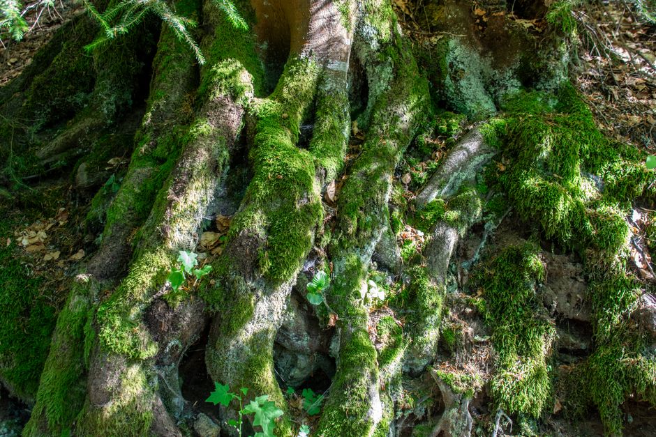 Close-up of twisted tree roots covered in vibrant green moss, showcasing nature's resilience.
