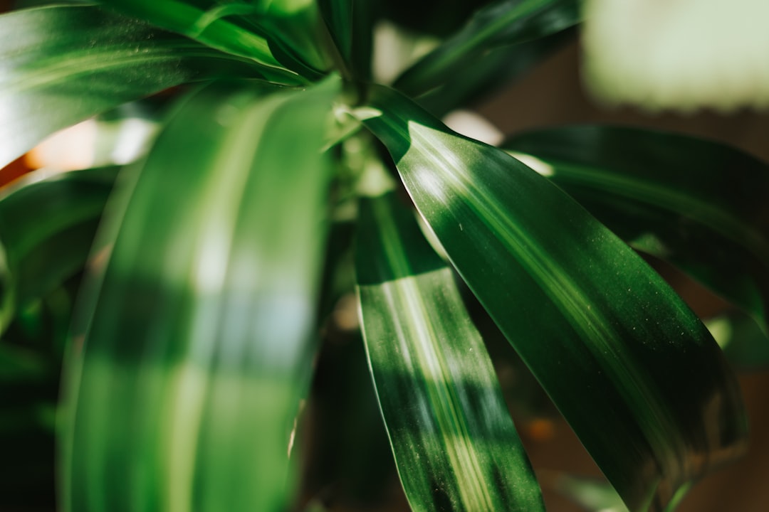 green plant in close up photography
