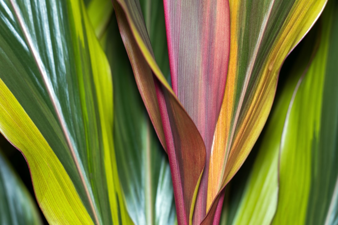 Close up of colorful tropical plant leaves