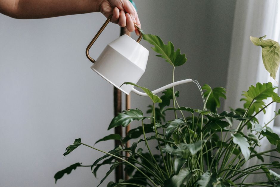 Crop unrecognizable person with watering can pouring water into flowerpot with green plant while standing near wall in l