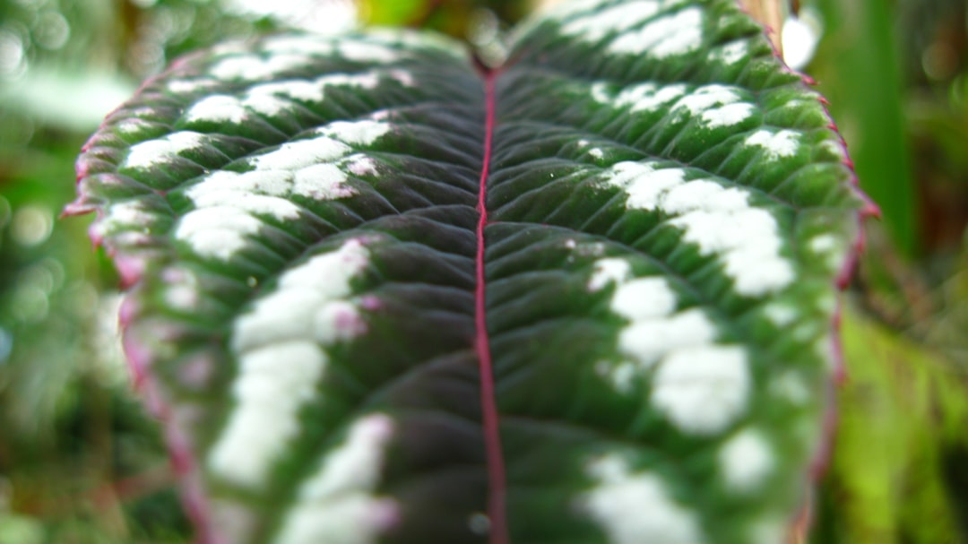 a close up of a green and white leaf