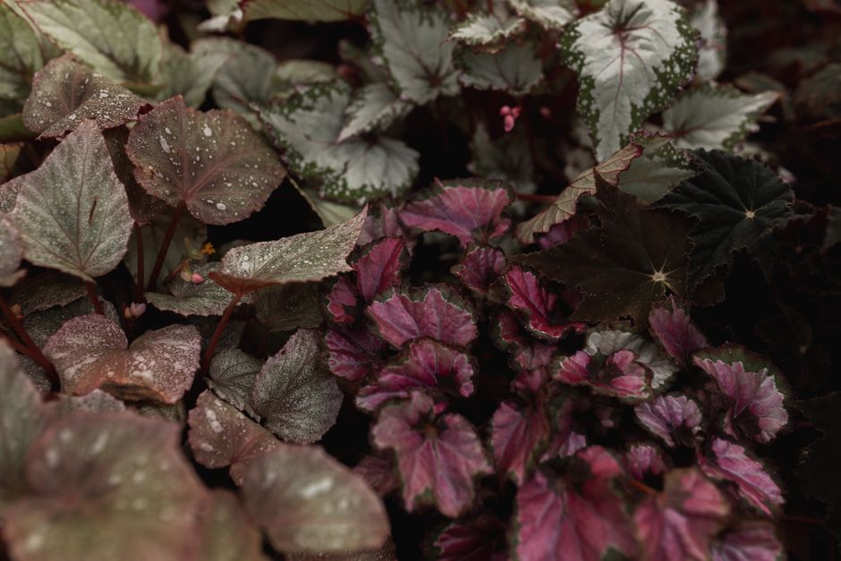 A close-up of vibrant tropical leaves with dewdrops. Dark and exotic flora setting.