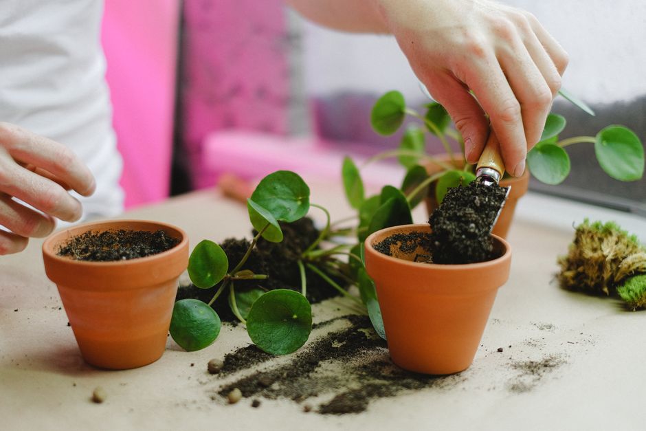 Close-up of hands repotting a Pilea plant in a terracotta pot indoors.