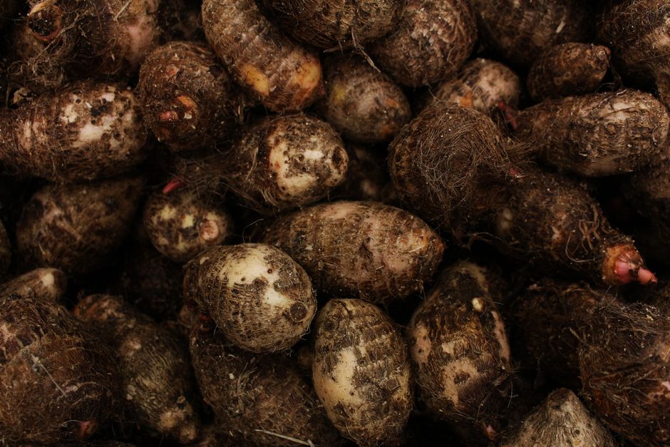 A high-quality image showcasing a close-up view of freshly harvested taro roots, capturing their natural texture and col