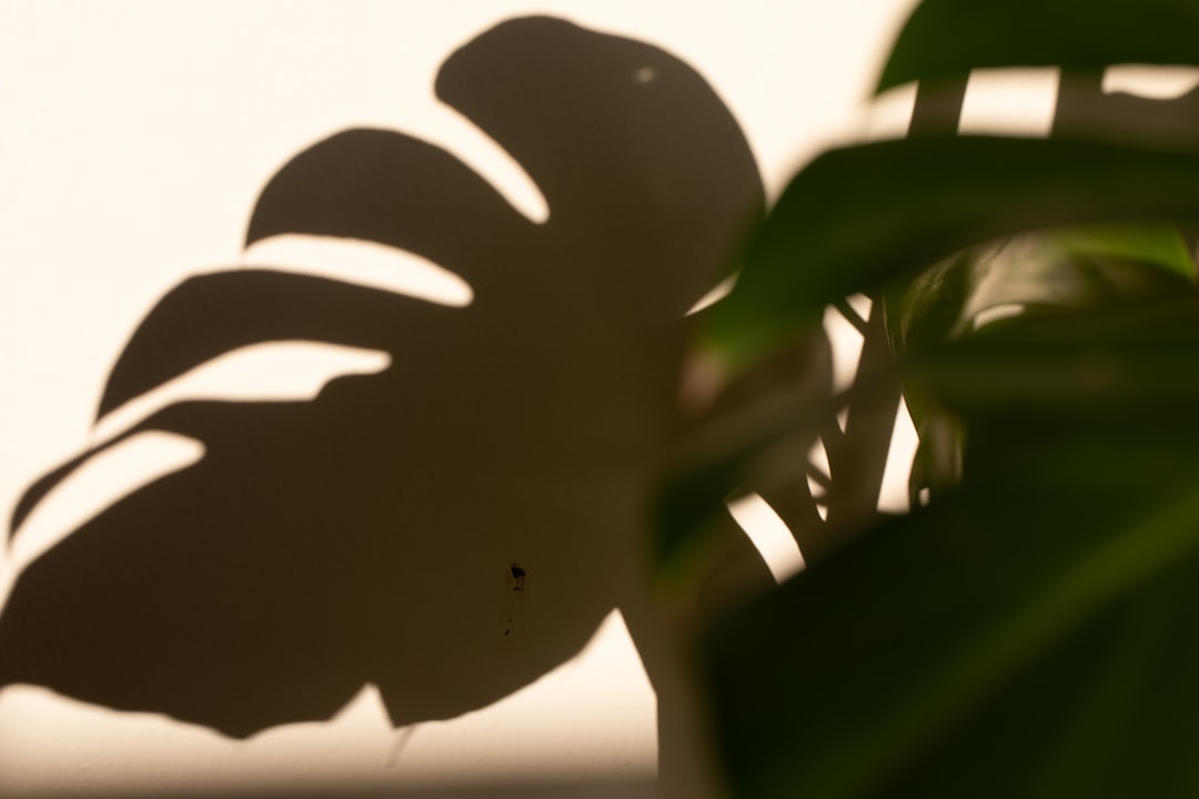 Shadow of a monstera leaf on a wall