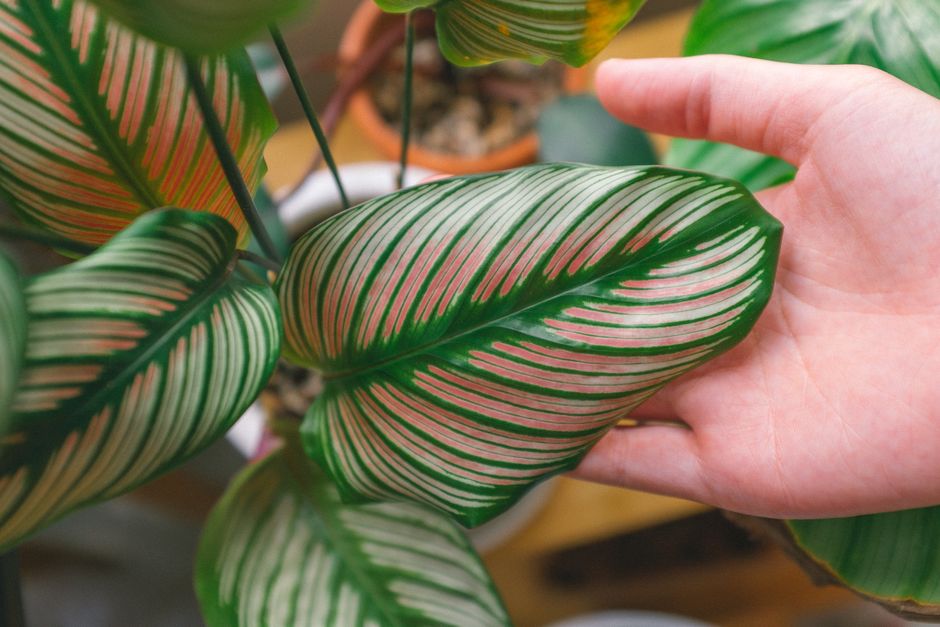 Detailed close-up image of a hand gently holding a vibrant Calathea leaf.