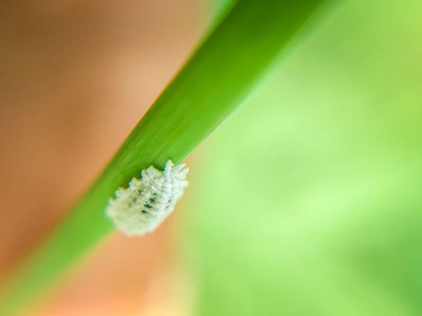 Close-up view of a mealybug on a green plant leaf with a blurred background highlighting its subtle details.