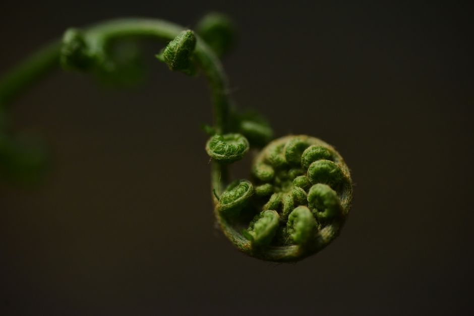 Macro shot of a fern fiddlehead showcasing intricate details and textures.