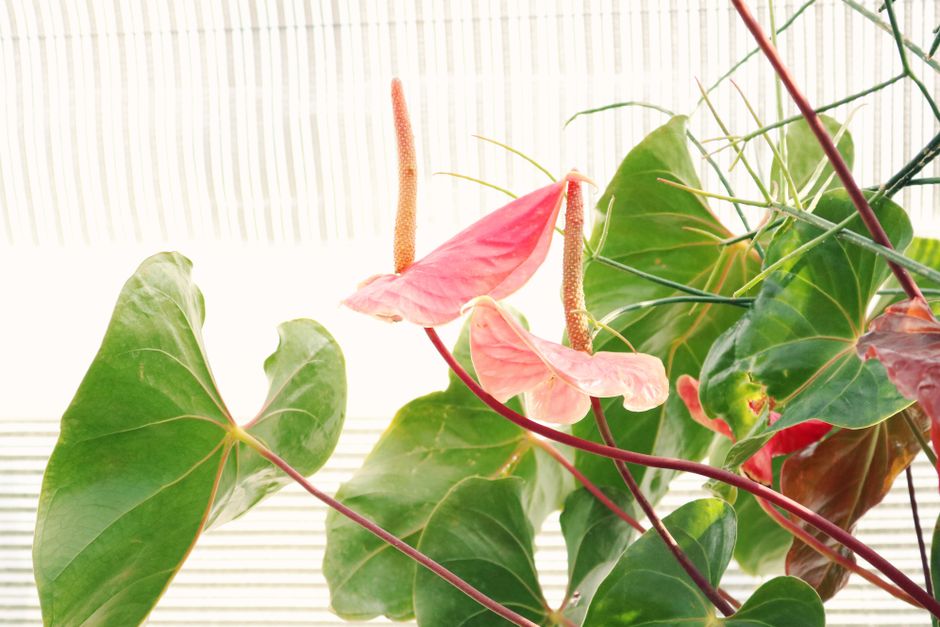 Exotic pink anthuriums also known as flamingo flowers growing on windowsill in bright sunlight